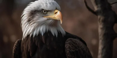Eagle stock image