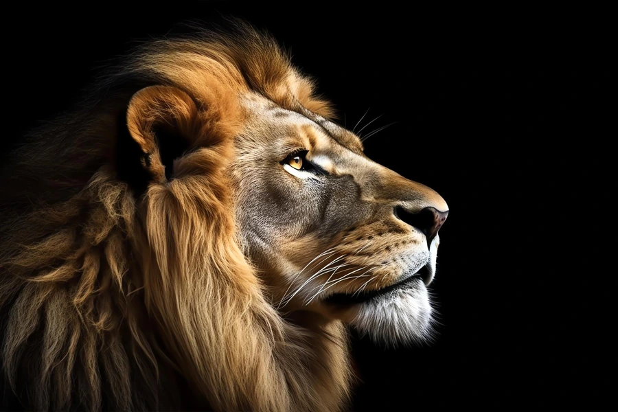 Lion stock image
